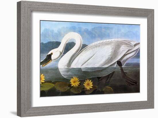 Audubon: Swan, 1827-John James Audubon-Framed Giclee Print