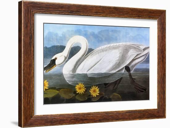 Audubon: Swan, 1827-John James Audubon-Framed Giclee Print