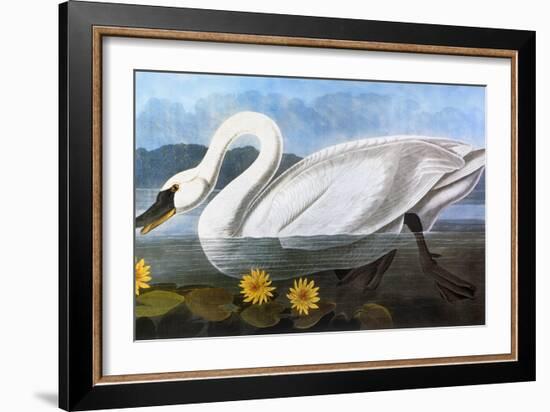 Audubon: Swan, 1827-John James Audubon-Framed Giclee Print