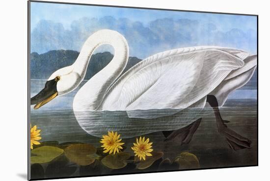 Audubon: Swan, 1827-John James Audubon-Mounted Giclee Print