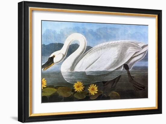 Audubon: Swan, 1827-John James Audubon-Framed Giclee Print