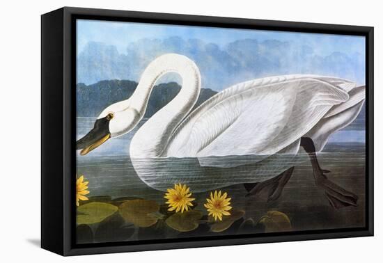 Audubon: Swan, 1827-John James Audubon-Framed Premier Image Canvas