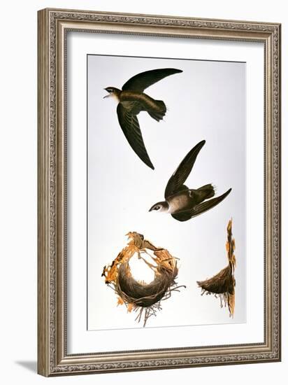 Audubon: Swift-John James Audubon-Framed Giclee Print