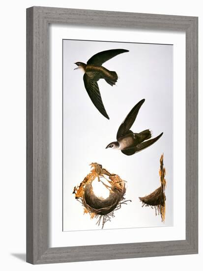 Audubon: Swift-John James Audubon-Framed Giclee Print