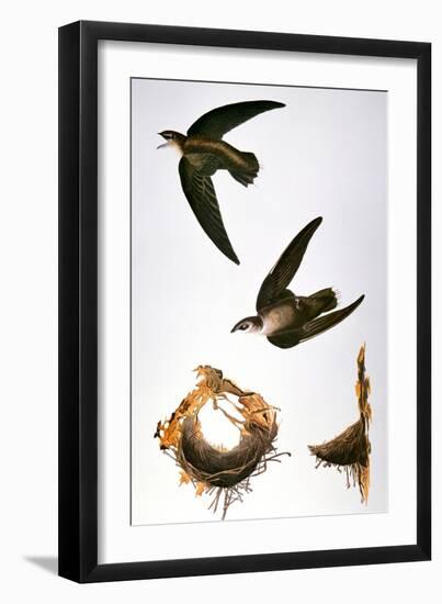 Audubon: Swift-John James Audubon-Framed Giclee Print