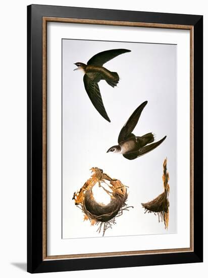 Audubon: Swift-John James Audubon-Framed Giclee Print