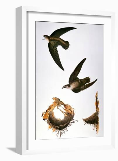 Audubon: Swift-John James Audubon-Framed Giclee Print