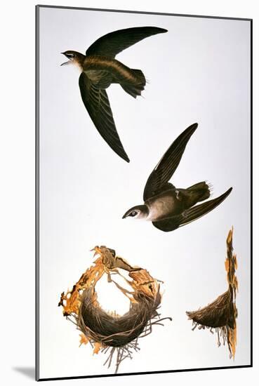 Audubon: Swift-John James Audubon-Mounted Giclee Print