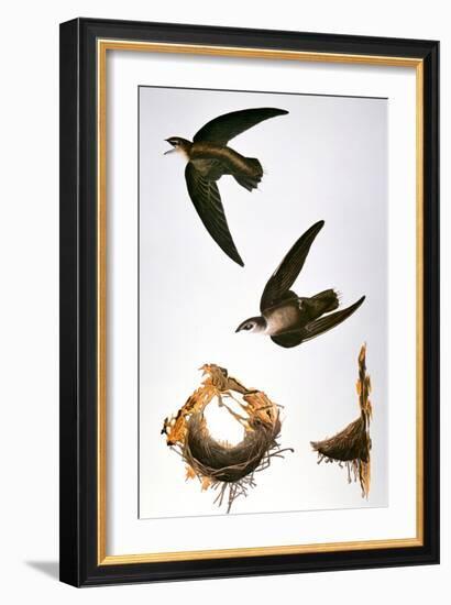 Audubon: Swift-John James Audubon-Framed Giclee Print