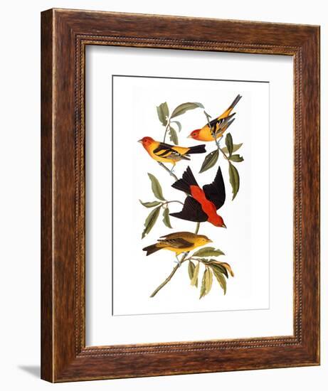 Audubon: Tanager, 1827-John James Audubon-Framed Premium Giclee Print