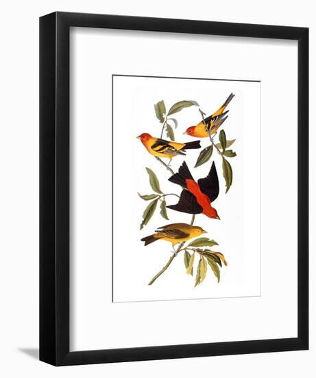 Audubon: Tanager, 1827-John James Audubon-Framed Premium Giclee Print