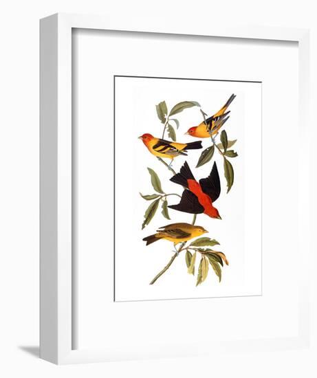 Audubon: Tanager, 1827-John James Audubon-Framed Premium Giclee Print