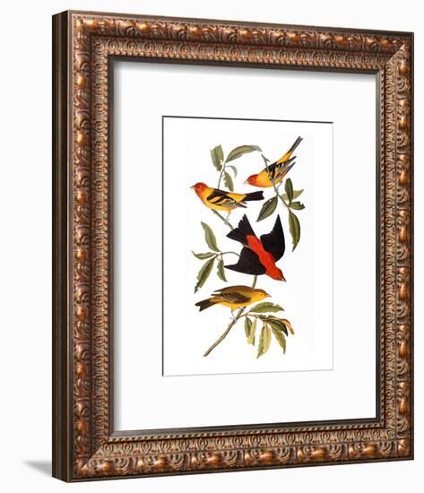 Audubon: Tanager, 1827-John James Audubon-Framed Premium Giclee Print