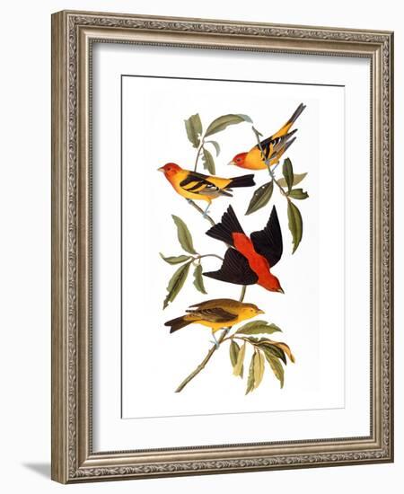 Audubon: Tanager, 1827-John James Audubon-Framed Giclee Print