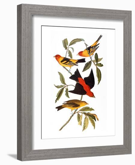 Audubon: Tanager, 1827-John James Audubon-Framed Giclee Print