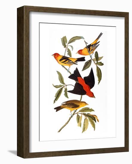 Audubon: Tanager, 1827-John James Audubon-Framed Giclee Print