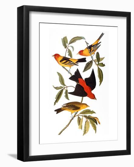 Audubon: Tanager, 1827-John James Audubon-Framed Giclee Print