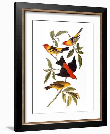 Audubon: Tanager, 1827-John James Audubon-Framed Giclee Print