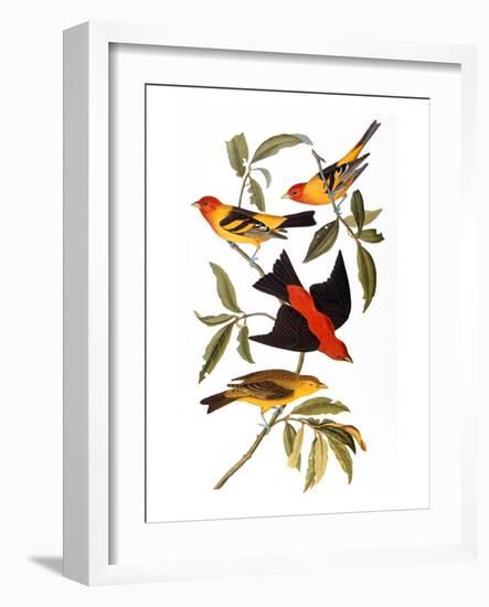 Audubon: Tanager, 1827-John James Audubon-Framed Giclee Print