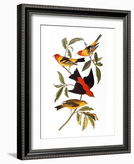 Audubon: Tanager, 1827-John James Audubon-Framed Giclee Print