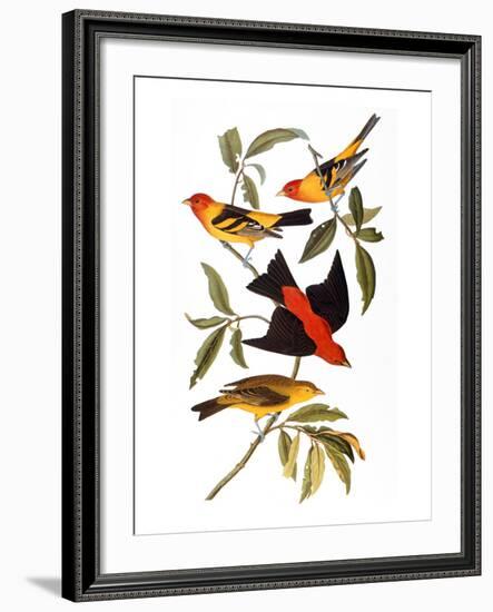 Audubon: Tanager, 1827-John James Audubon-Framed Giclee Print