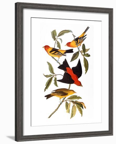 Audubon: Tanager, 1827-John James Audubon-Framed Giclee Print