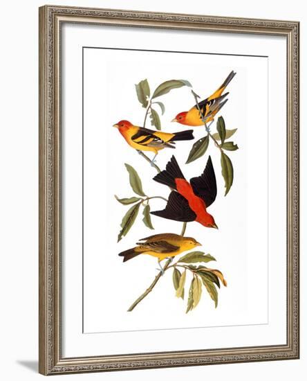 Audubon: Tanager, 1827-John James Audubon-Framed Giclee Print