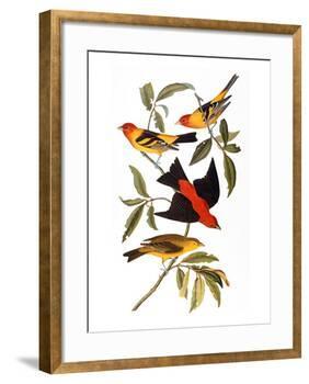 Audubon: Tanager, 1827-John James Audubon-Framed Giclee Print