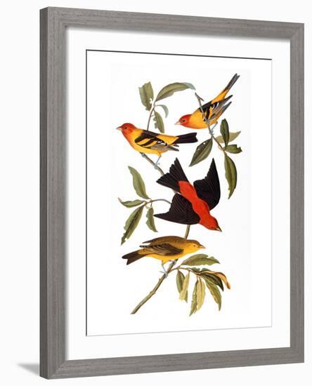 Audubon: Tanager, 1827-John James Audubon-Framed Giclee Print