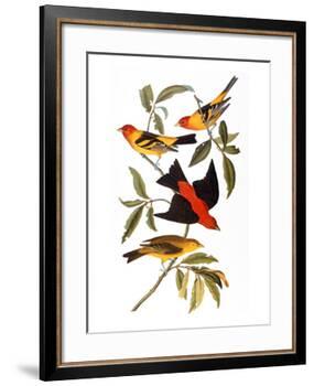 Audubon: Tanager, 1827-John James Audubon-Framed Giclee Print