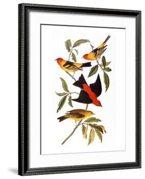 Audubon: Tanager, 1827-John James Audubon-Framed Giclee Print