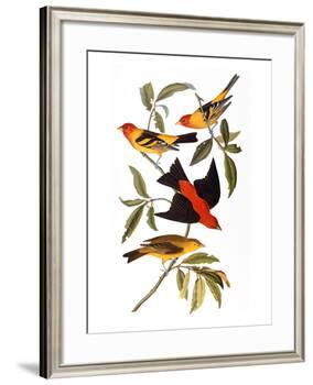 Audubon: Tanager, 1827-John James Audubon-Framed Giclee Print