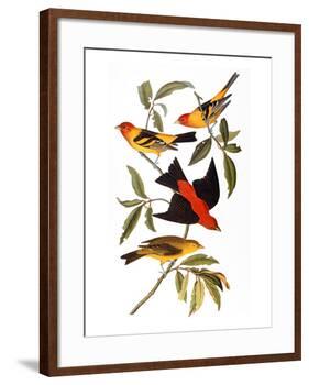 Audubon: Tanager, 1827-John James Audubon-Framed Giclee Print