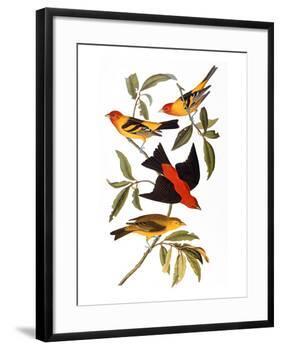 Audubon: Tanager, 1827-John James Audubon-Framed Giclee Print