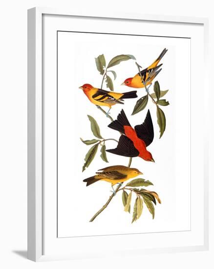 Audubon: Tanager, 1827-John James Audubon-Framed Giclee Print