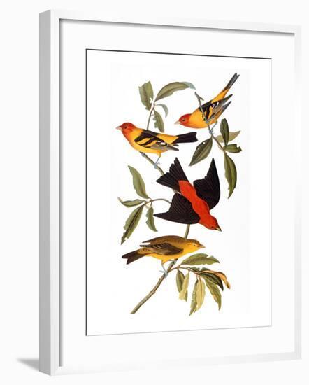 Audubon: Tanager, 1827-John James Audubon-Framed Giclee Print