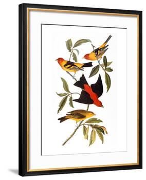 Audubon: Tanager, 1827-John James Audubon-Framed Giclee Print