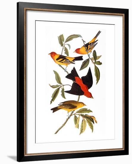 Audubon: Tanager, 1827-John James Audubon-Framed Giclee Print