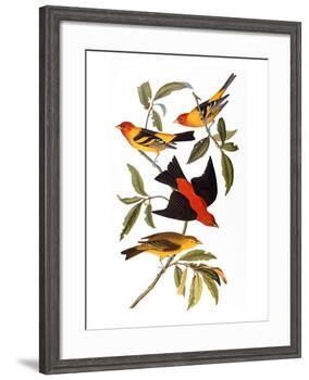 Audubon: Tanager, 1827-John James Audubon-Framed Giclee Print