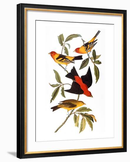 Audubon: Tanager, 1827-John James Audubon-Framed Giclee Print