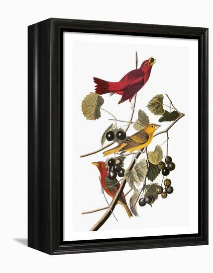 Audubon: Tanager-John James Audubon-Framed Premier Image Canvas