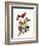 Audubon: Tanager-John James Audubon-Framed Premium Giclee Print