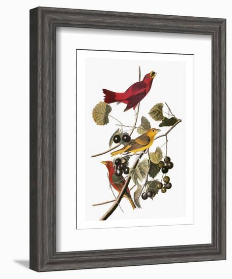 Audubon: Tanager-John James Audubon-Framed Premium Giclee Print