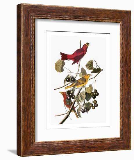 Audubon: Tanager-John James Audubon-Framed Premium Giclee Print