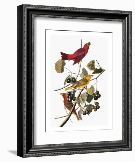 Audubon: Tanager-John James Audubon-Framed Premium Giclee Print