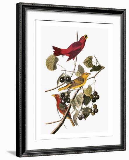 Audubon: Tanager-John James Audubon-Framed Premium Giclee Print