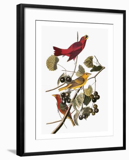 Audubon: Tanager-John James Audubon-Framed Premium Giclee Print