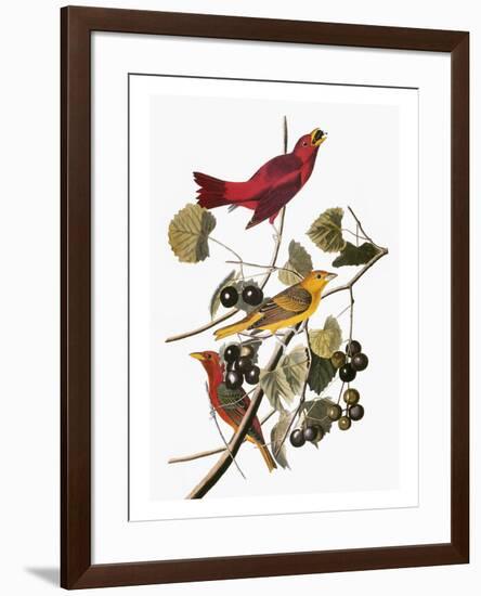 Audubon: Tanager-John James Audubon-Framed Premium Giclee Print