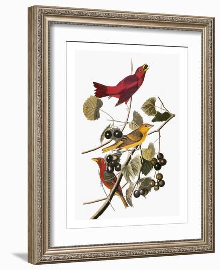 Audubon: Tanager-John James Audubon-Framed Giclee Print