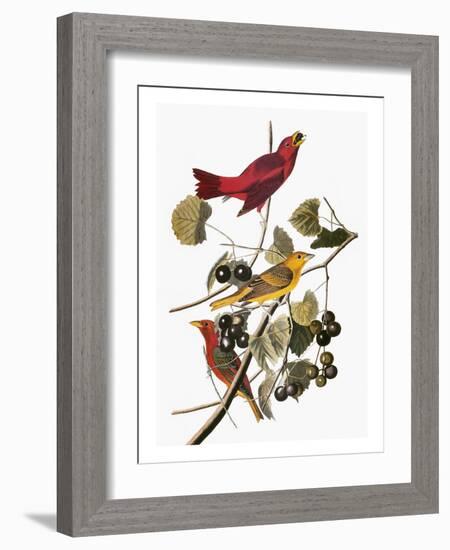 Audubon: Tanager-John James Audubon-Framed Giclee Print